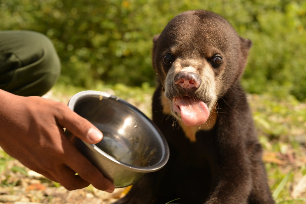  3 Beruang Madu (Helarctos malayanus)